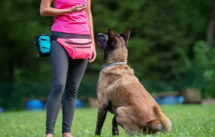 dog training