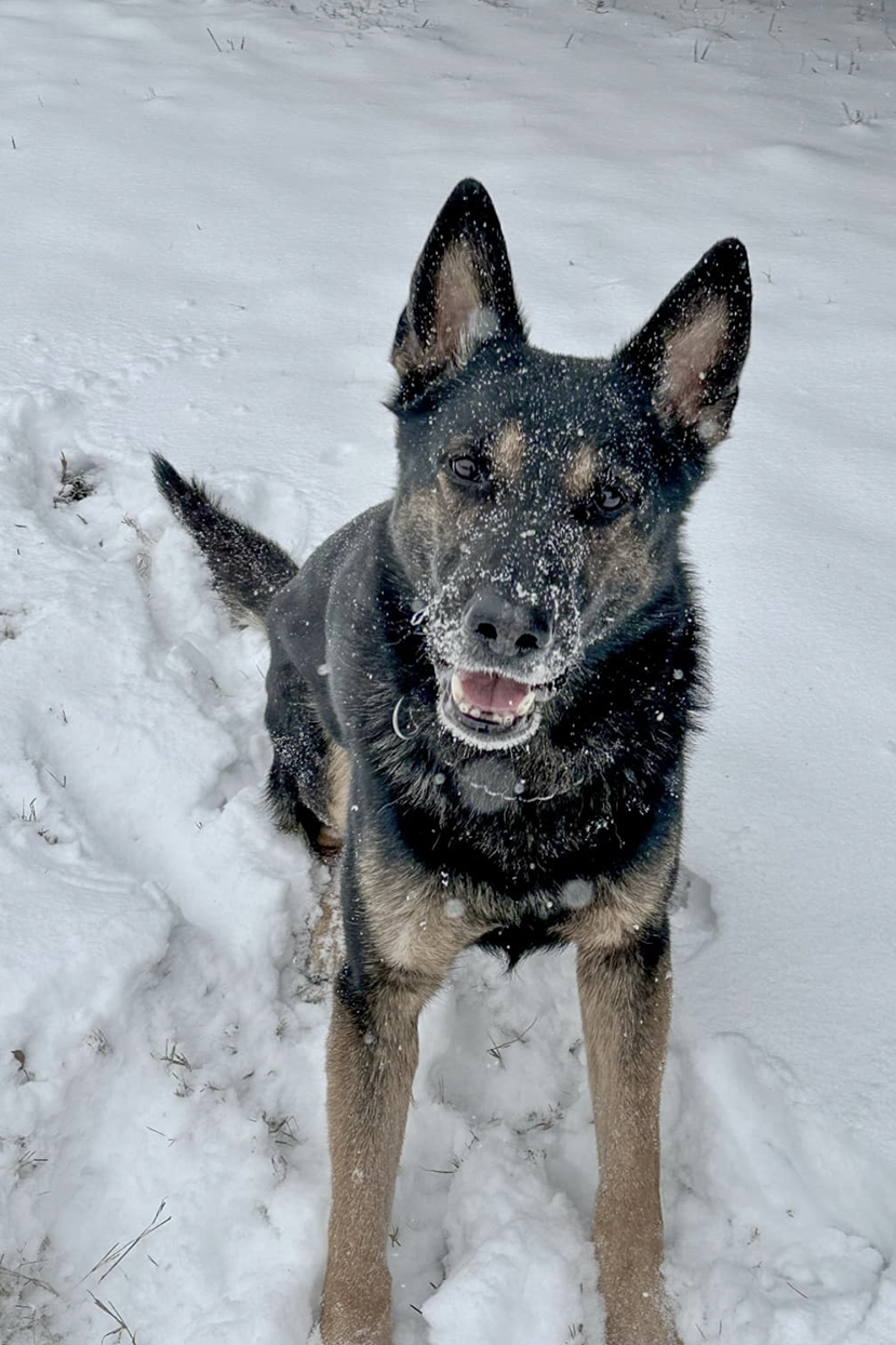 k9 appie in the snow