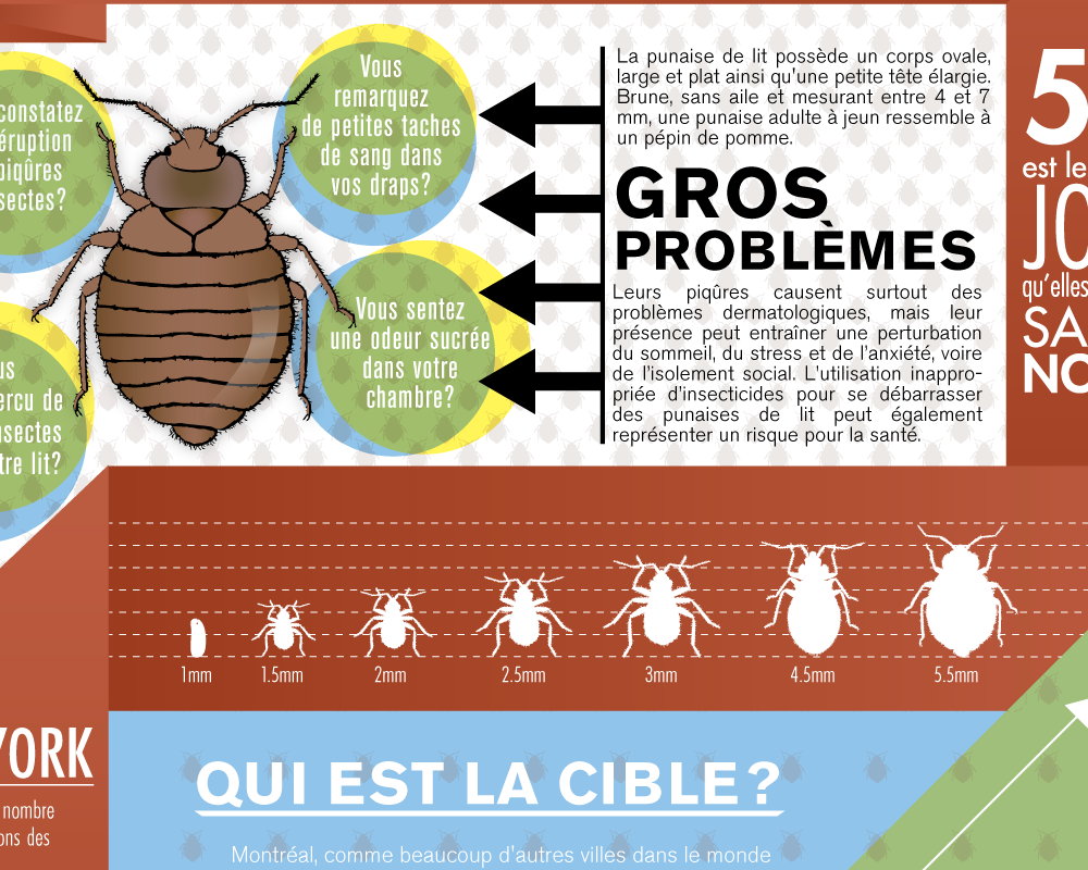 Une Grande Infographie Sur Les Punaises De Lit