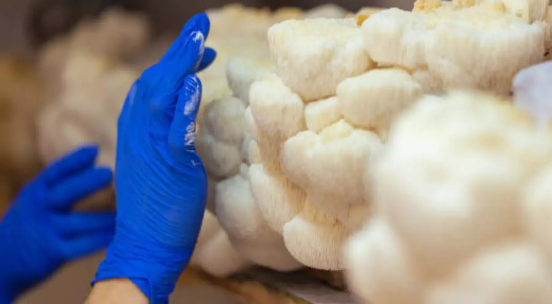Cauliflower mushrooms harvested in blue nitrile gloves - person handling fresh white coral-like fungi, Sparassis species identification, wild foraged edible mushrooms, ruffled bracket formation, cream-colored clusters, food safety handling, mycology specimen collection, gourmet culinary ingredient, sustainable foraging practice