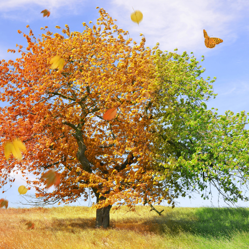 Seasonality Check. Shows when demand rises and falls by analyzing trends over the past year and five years. With insights into competitor sales and pricing patterns, you’ll know exactly how to time your inventory and pricing strategy for maximum success.