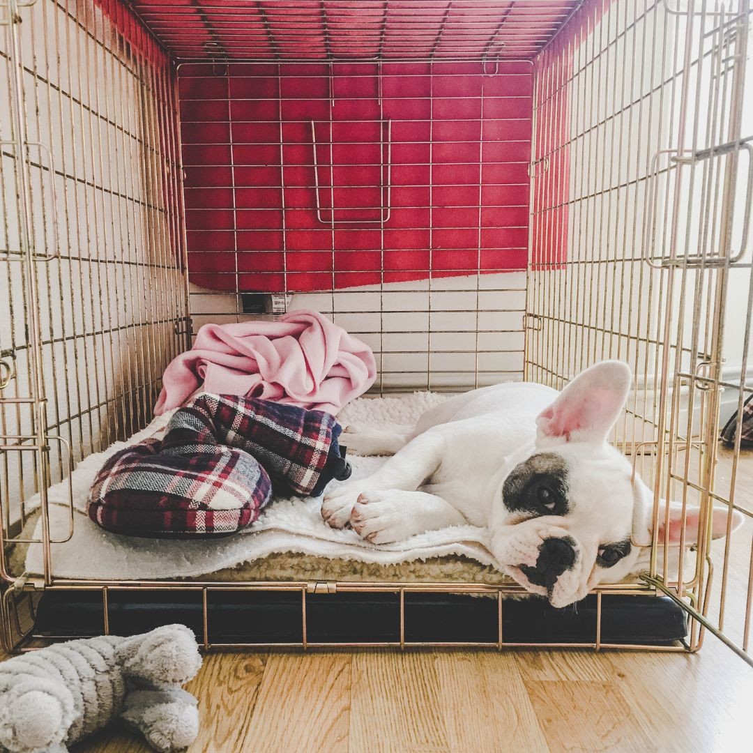 French bulldog lying in crate