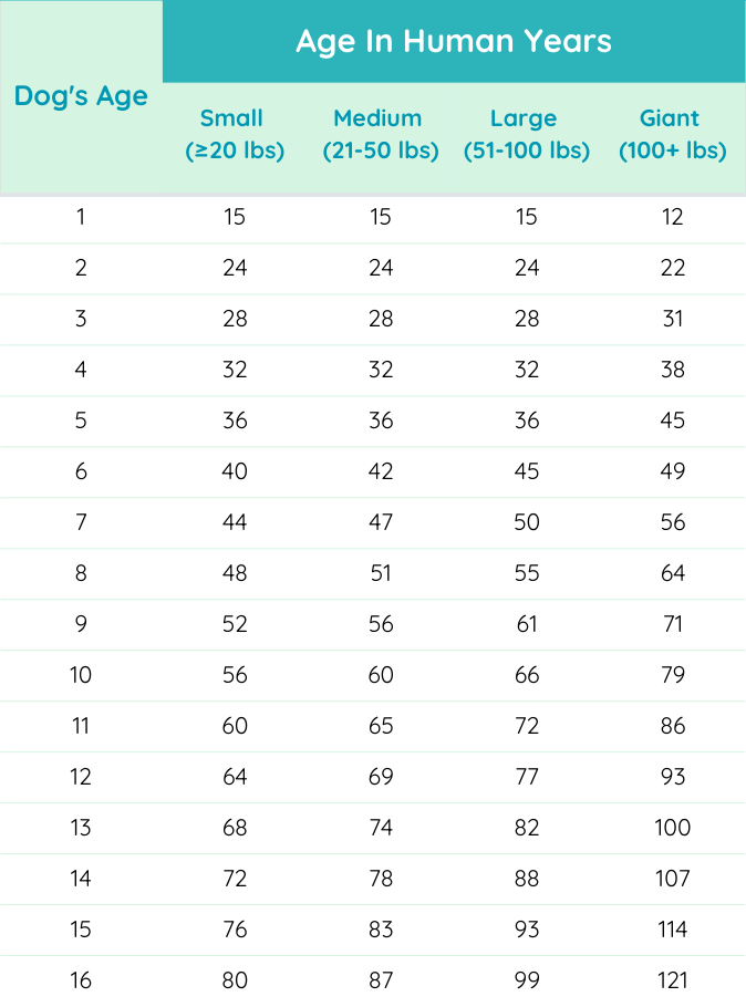 Dog Years to Human Years Conversion Chart