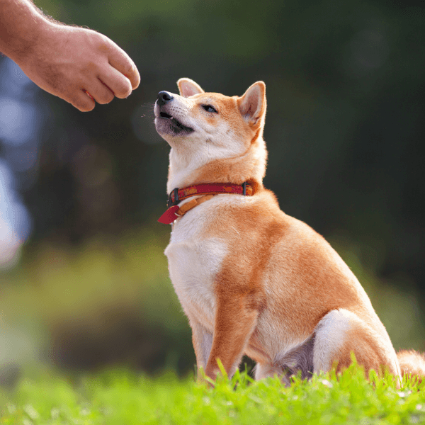 Is Dog Training Worth It? Door Buddy