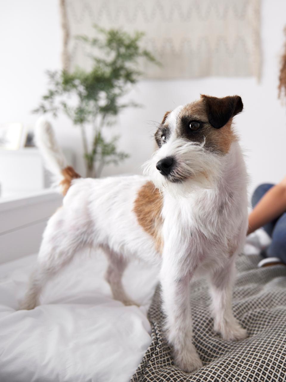 Cute dog on the bed in bedroom