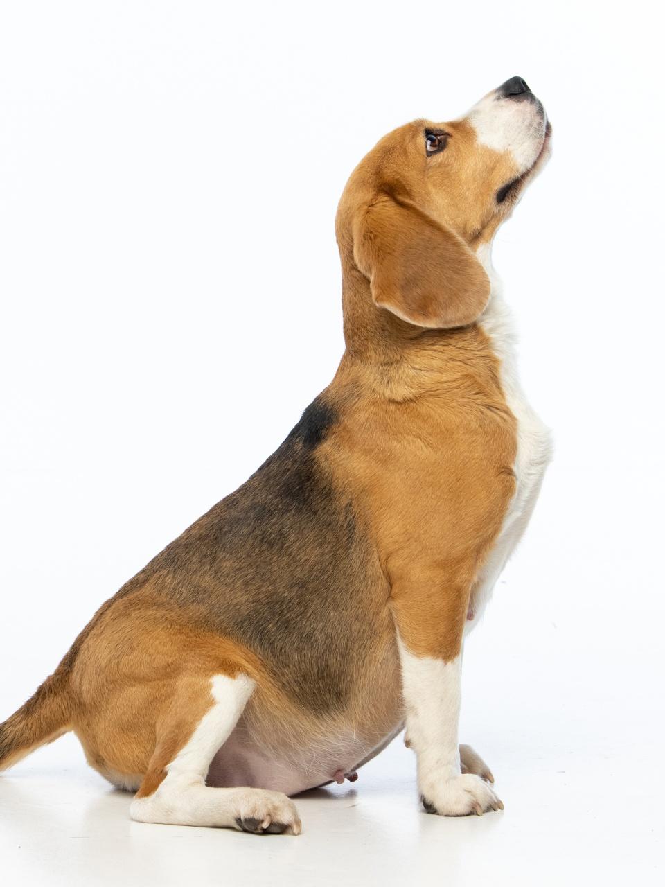 A beagle-like dog with a rounded belly sits in profile on a white background, gazing upward with a calm expression.