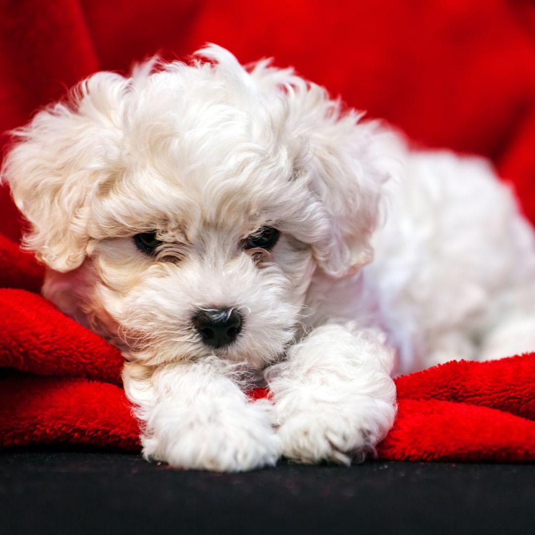 sick bichon frise puppy