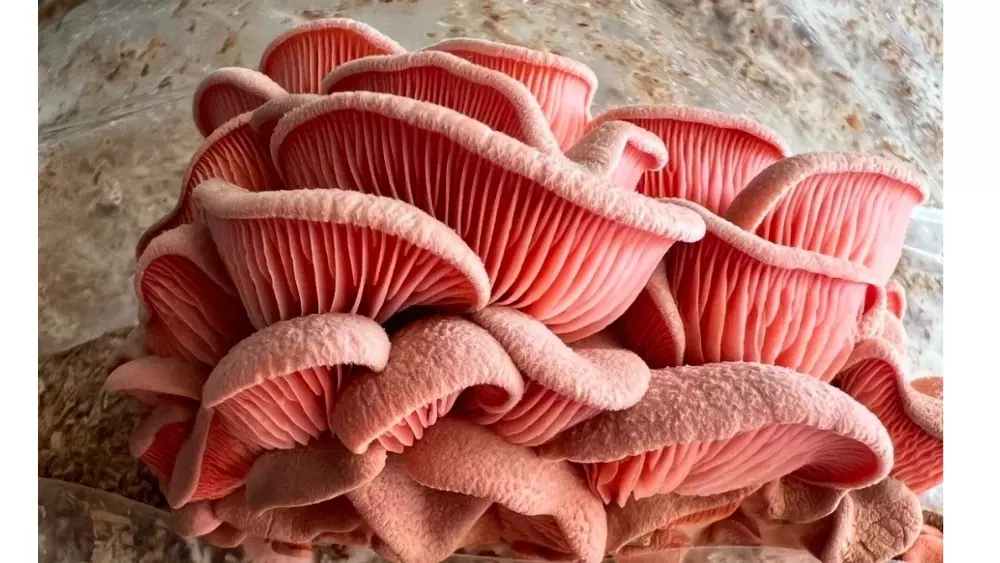 Mushroom cultivation pink oyster mushrooms with distinctive fan-shaped caps and prominent gills growing in overlapping clusters, showcasing easy-to-grow edible mushroom varieties for beginner home growers