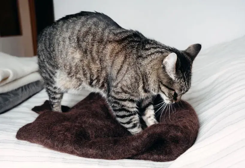 A cat kneading on a brown blanket