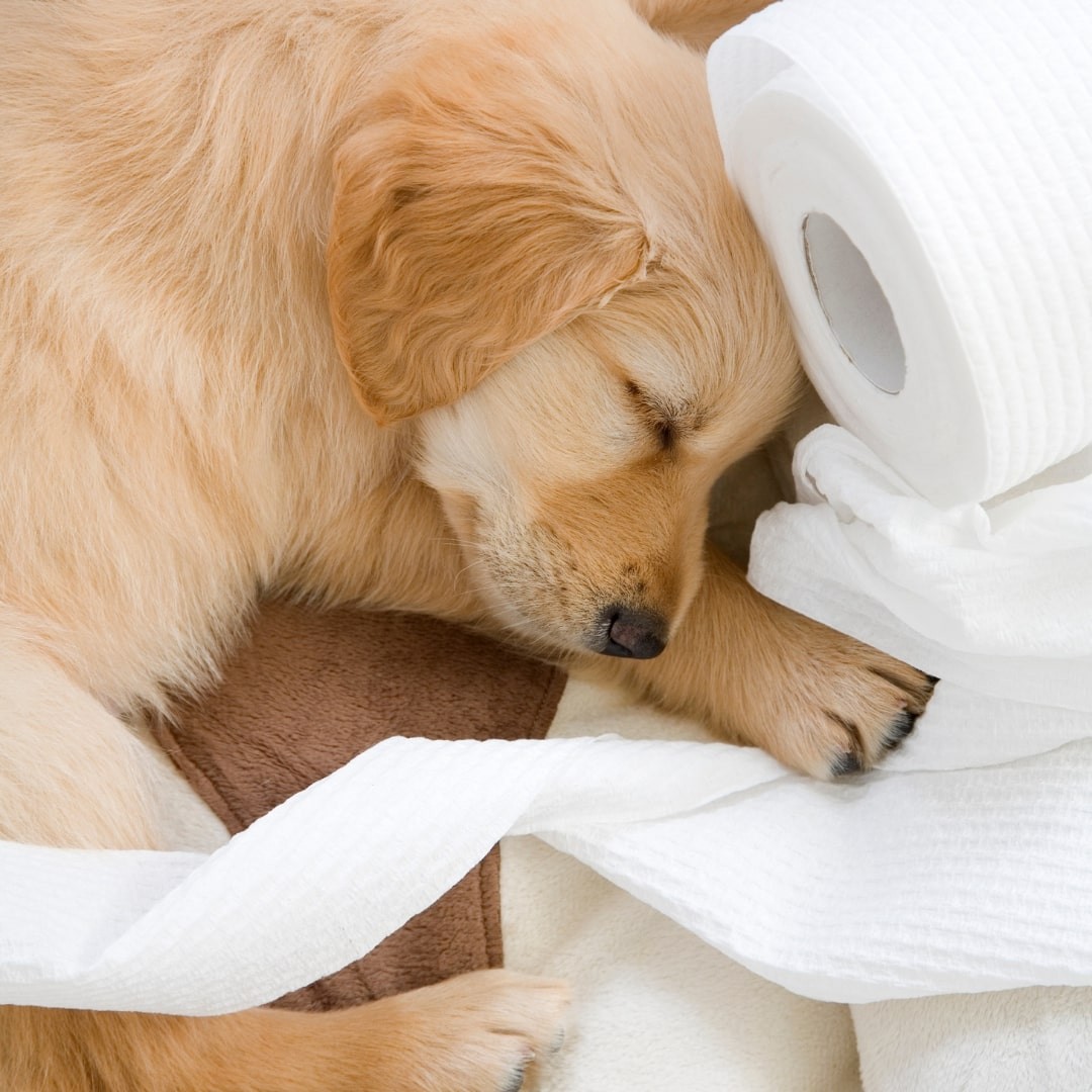 Sleeping puppy beside unrolled toilet paper