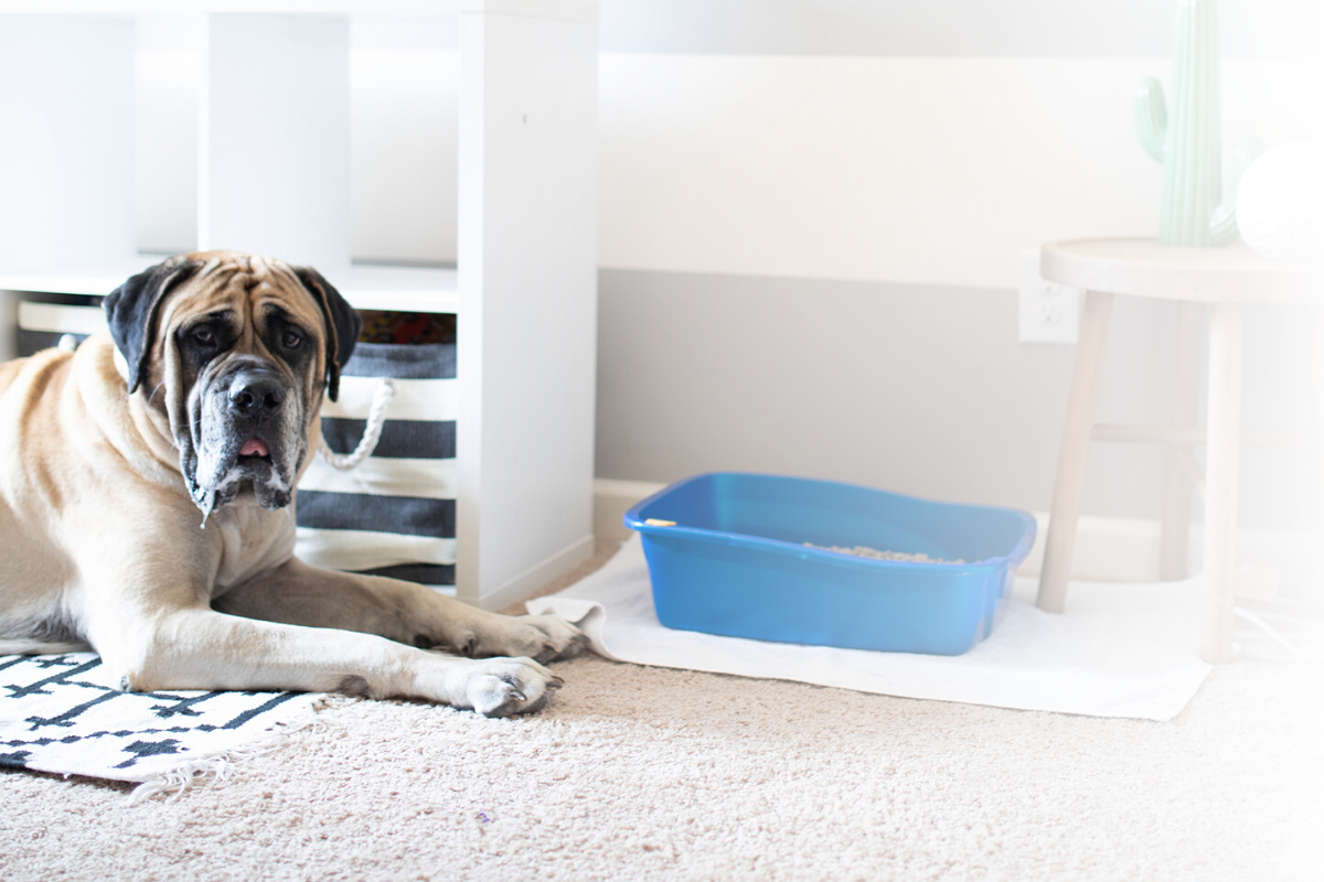 How to Keep the Dog Out of the Litter Box Door Buddy