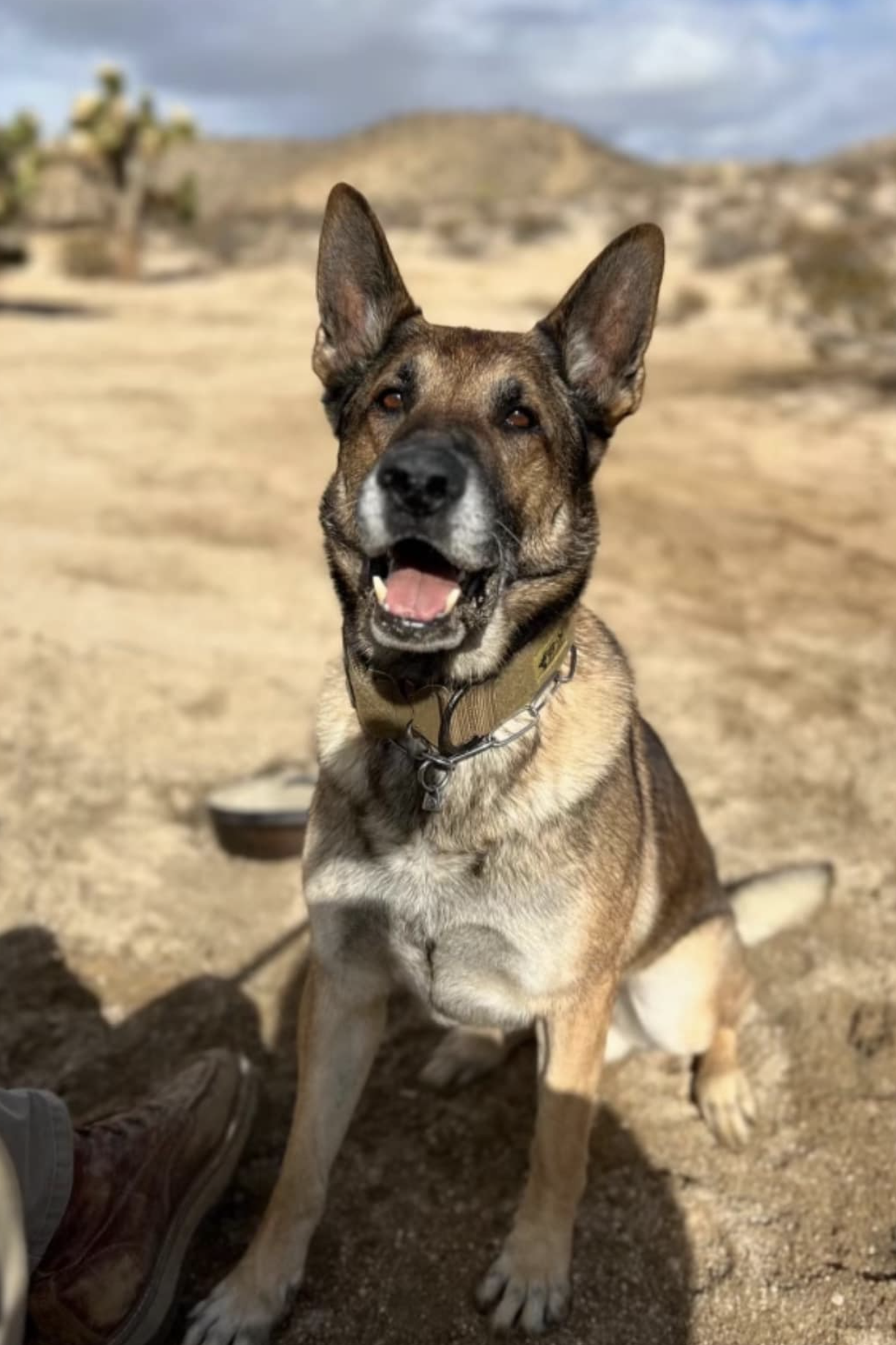 k9 ronnie 308