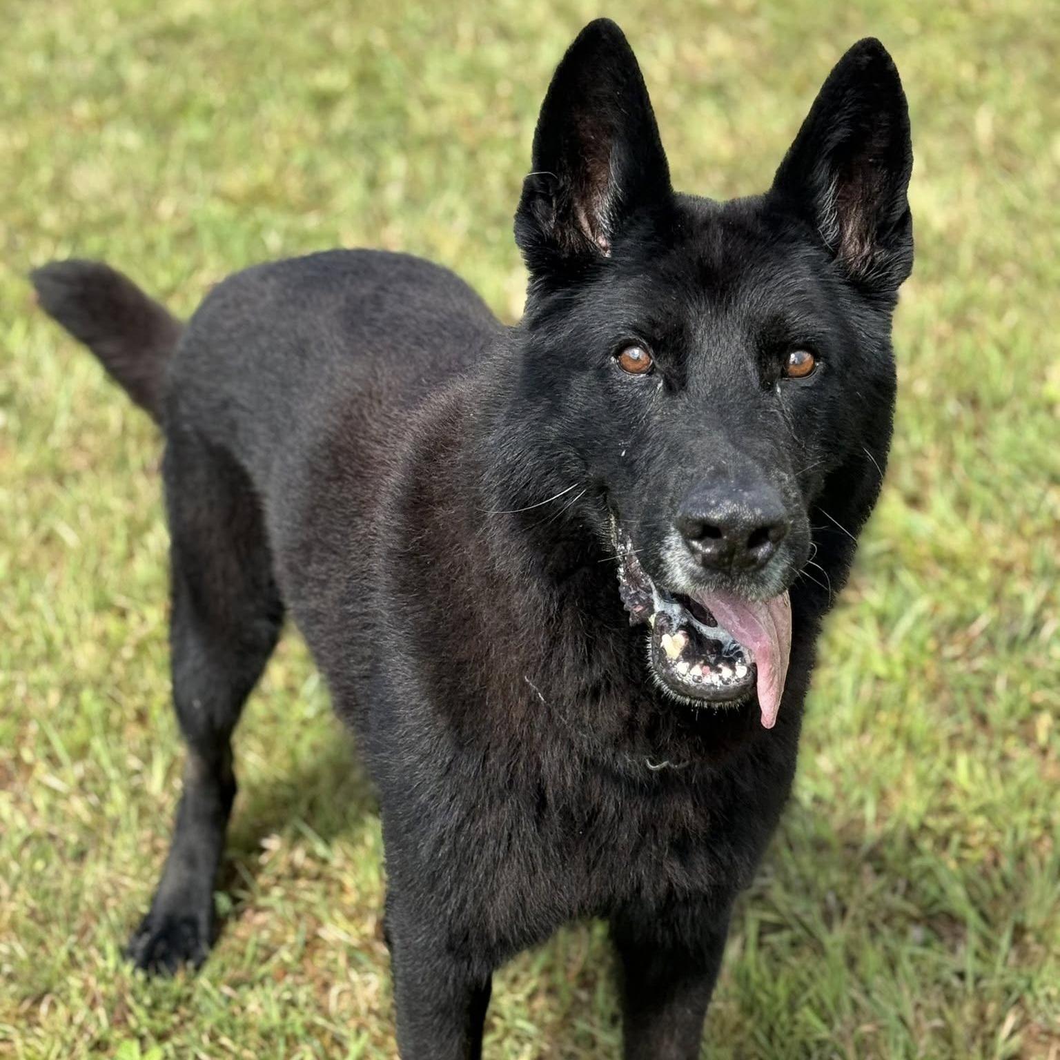 k9 bruno at the PK9H rehab & rehoming center