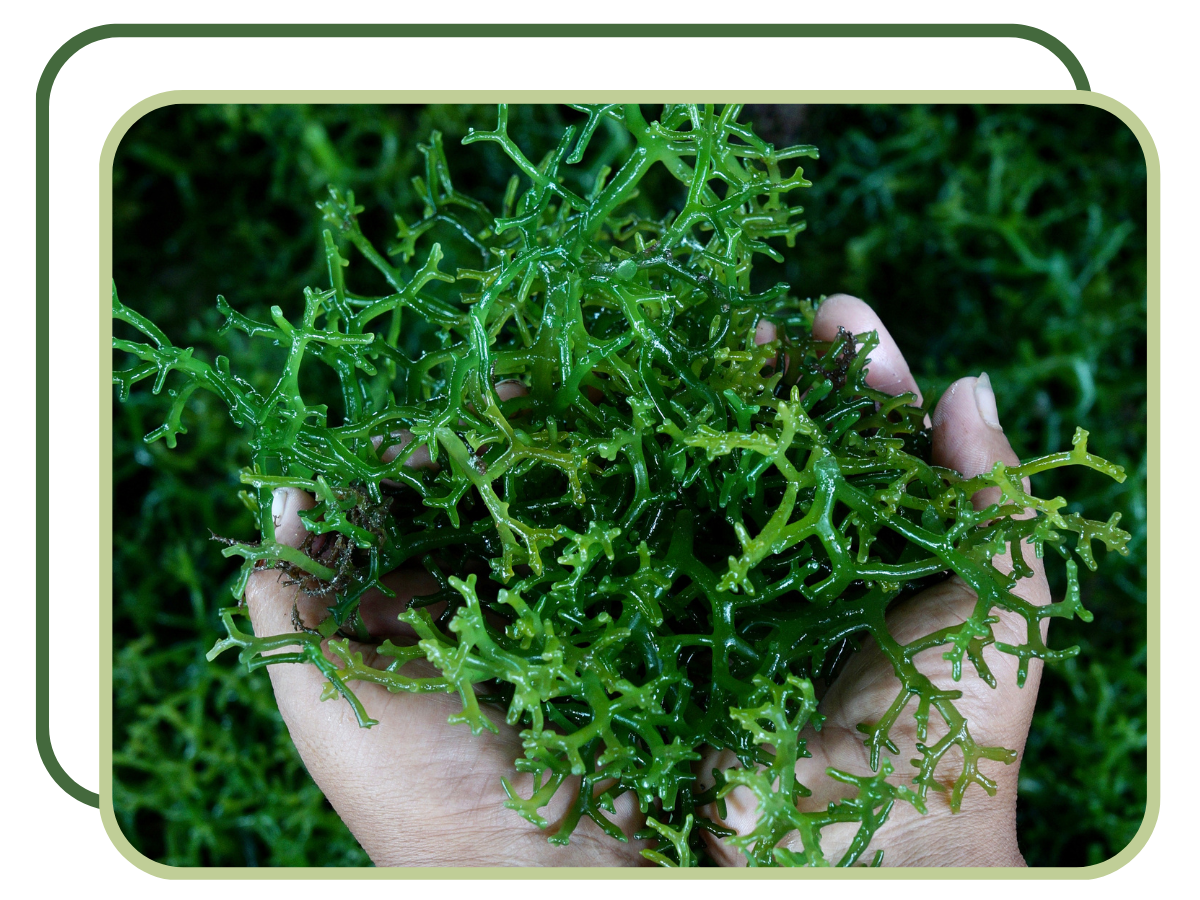 Spiruklamath Alga Spirulina + Alga klamath