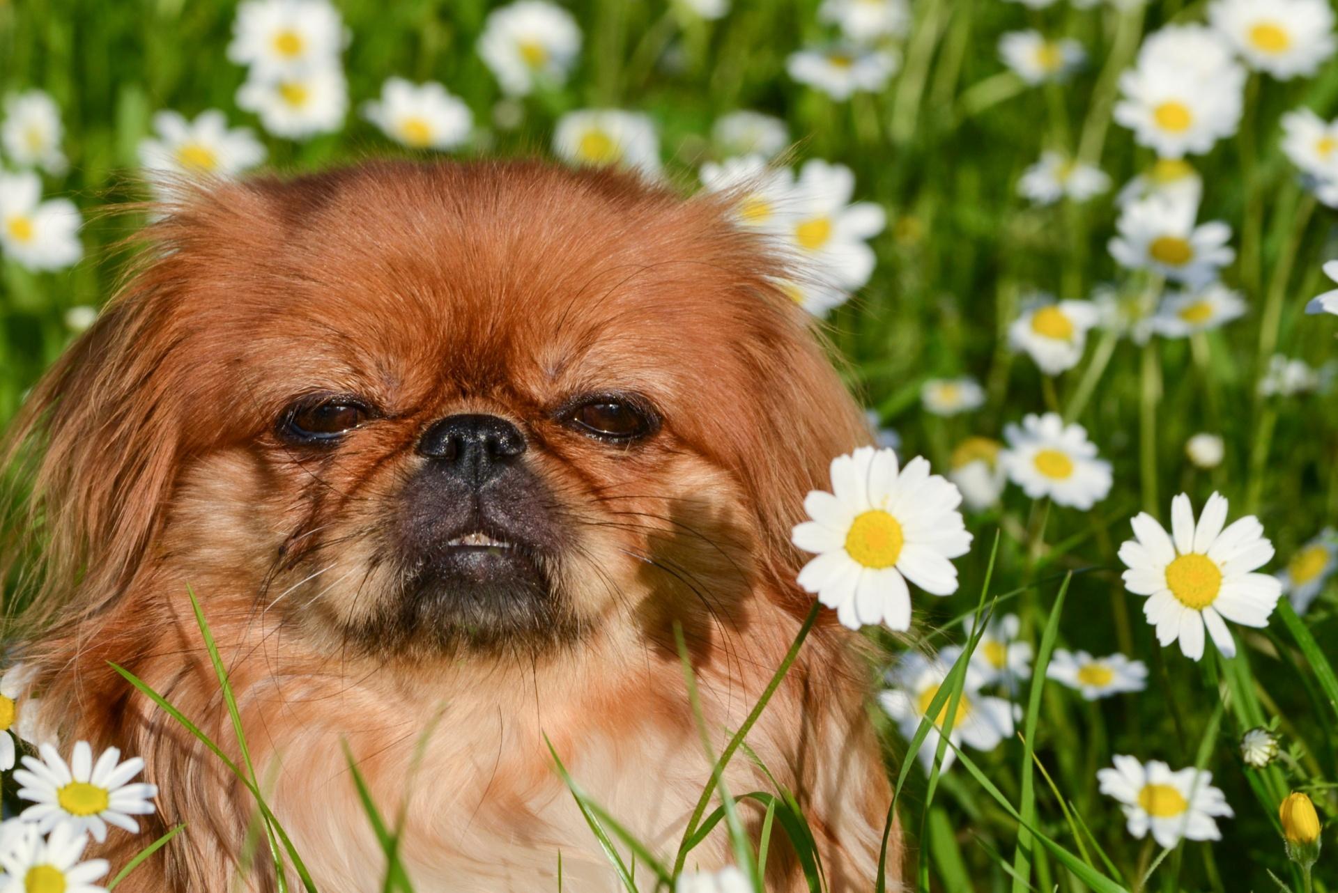 Pekingese dog