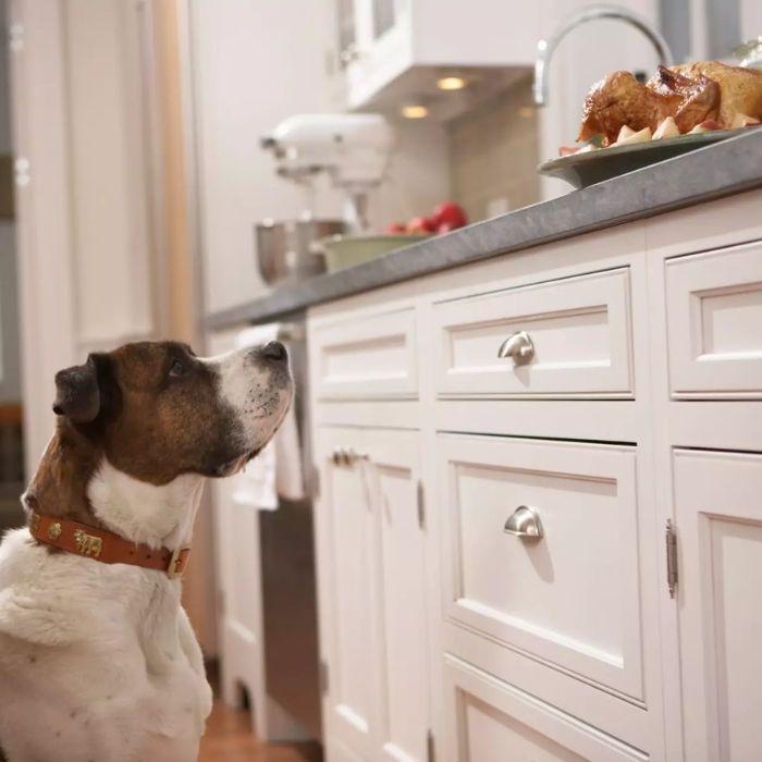 Dog looking up at roast chicken on counter