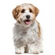 Havanese