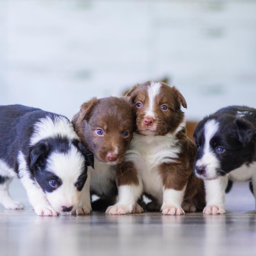Pack of four puppies