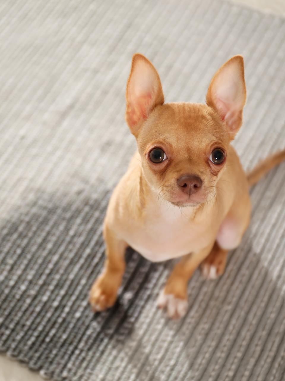 Cute Chihuahua puppy near wet spot on rug indoors,