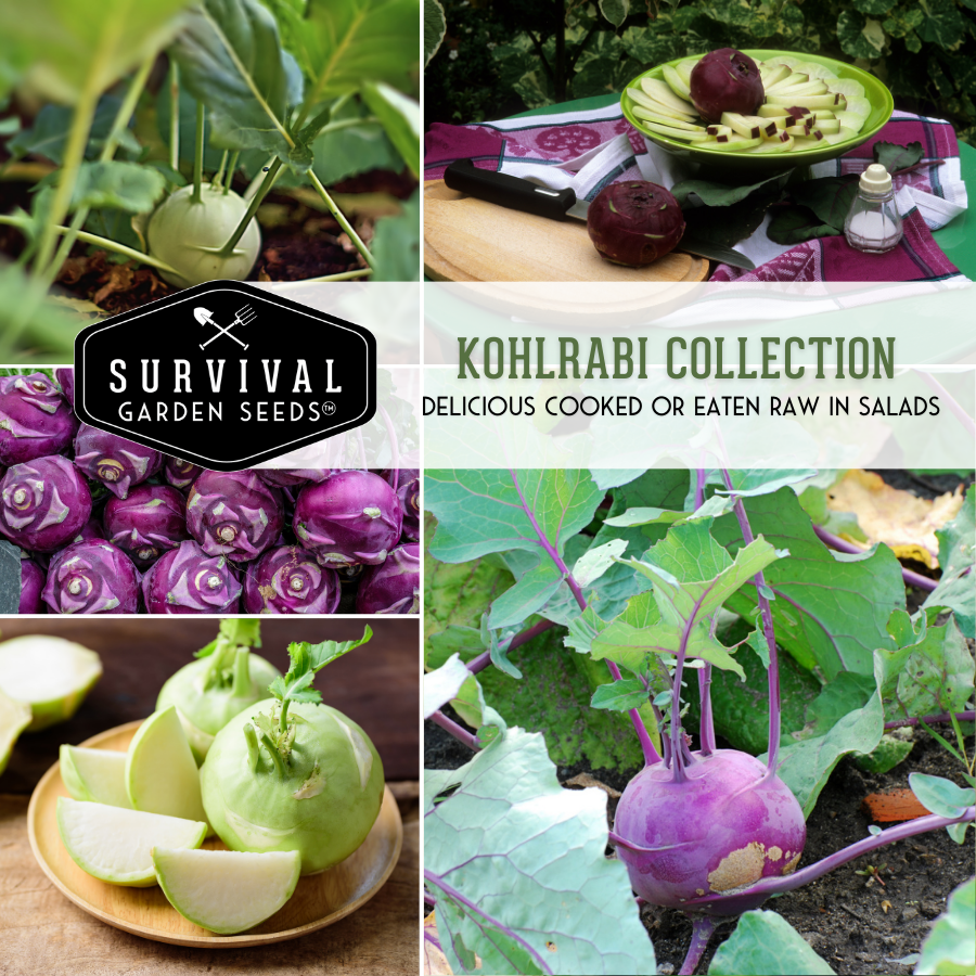 Kohlrabi Seed Collection