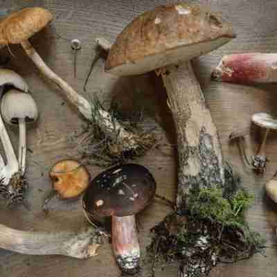 a variety of mushrooms 