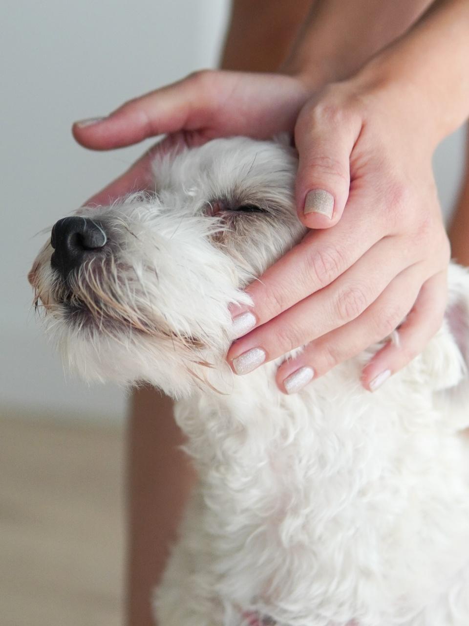 A fluffy white small dog with eyes closed contentedly receives a gentle head massage from its owner's hands.