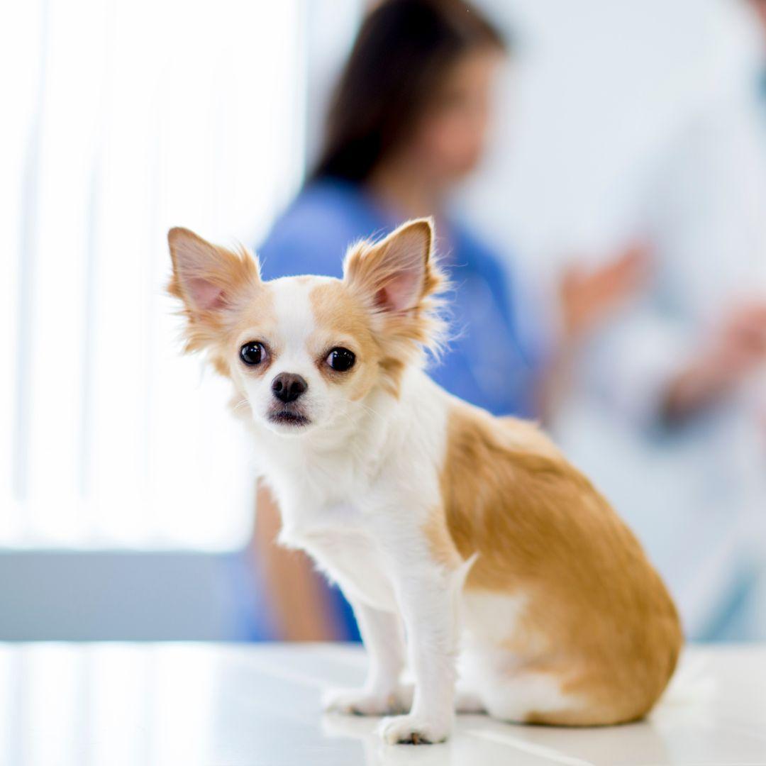 Chihuahua at vets