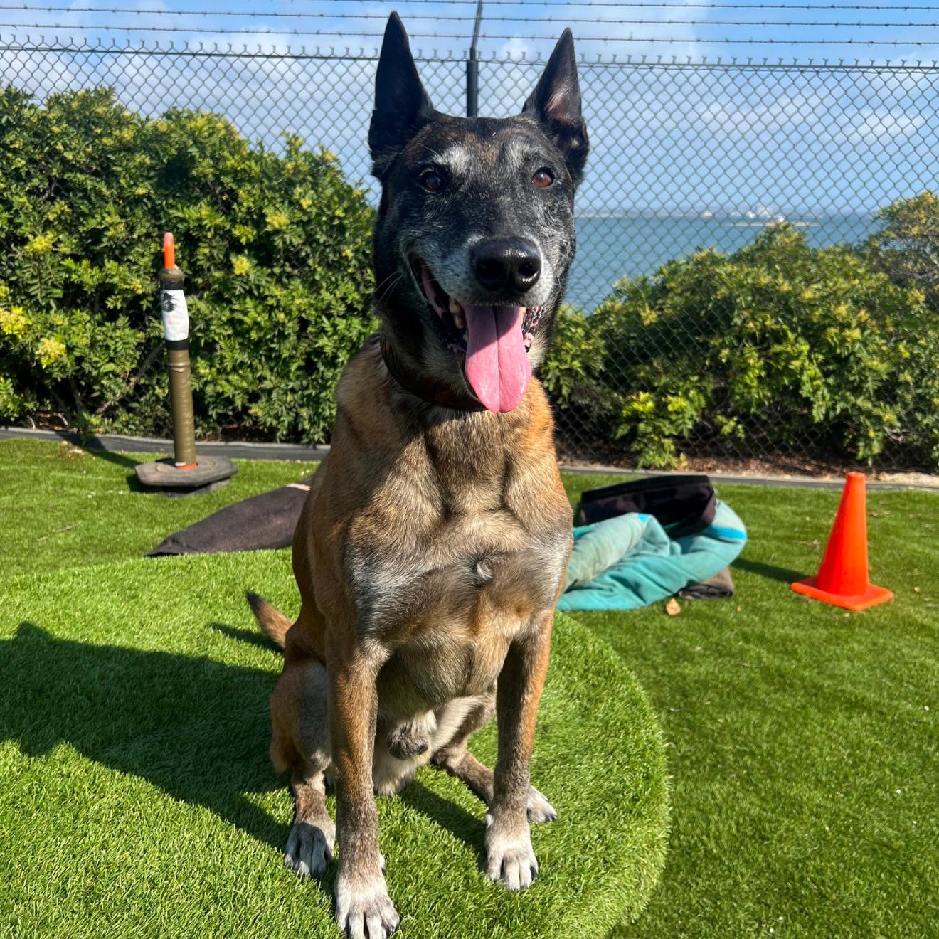 k9 lemans