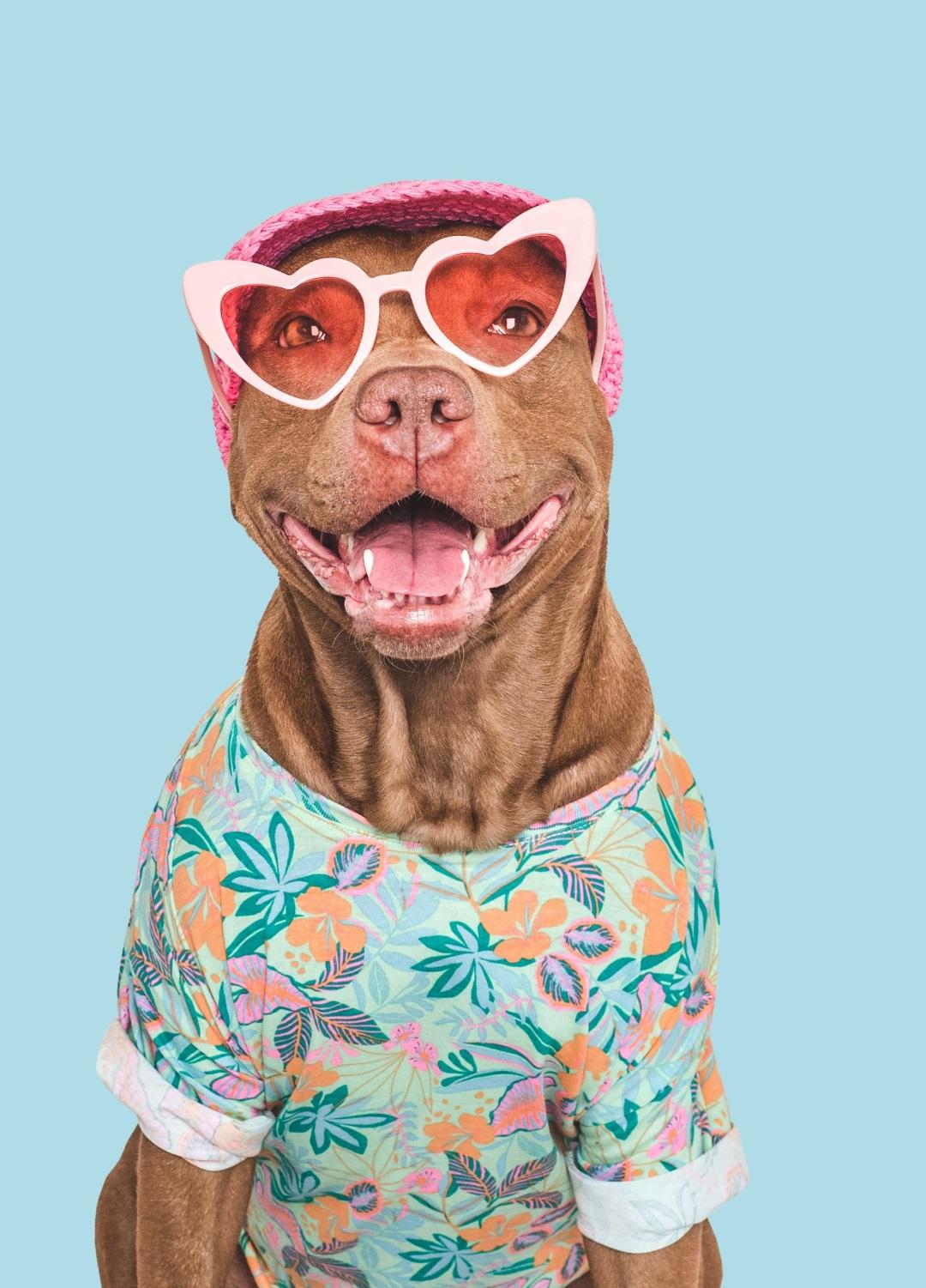 A cute, stylish dog, sunglasses, a hat, and a bright T-shirt