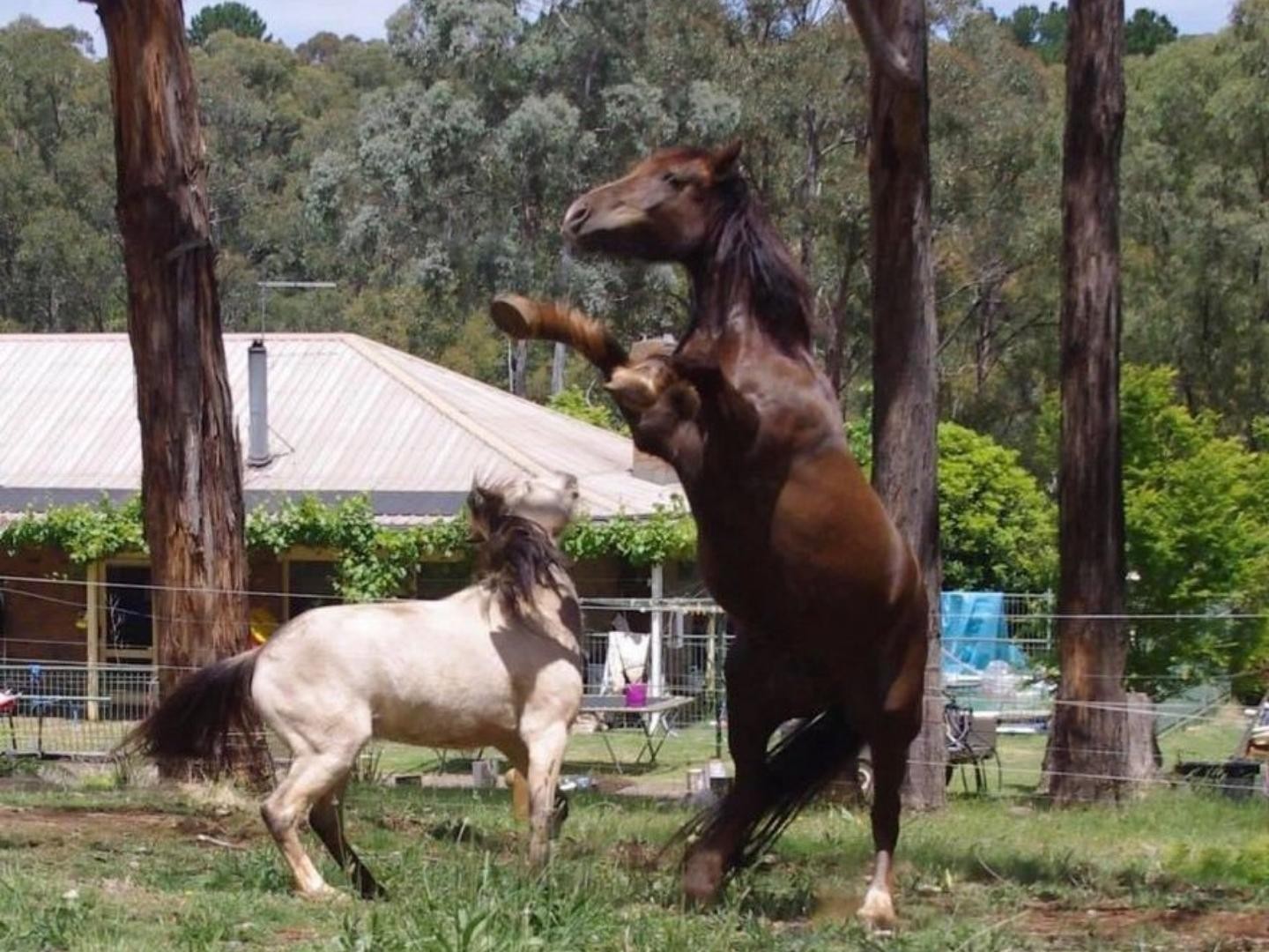 Selvita Equine Horse Playing