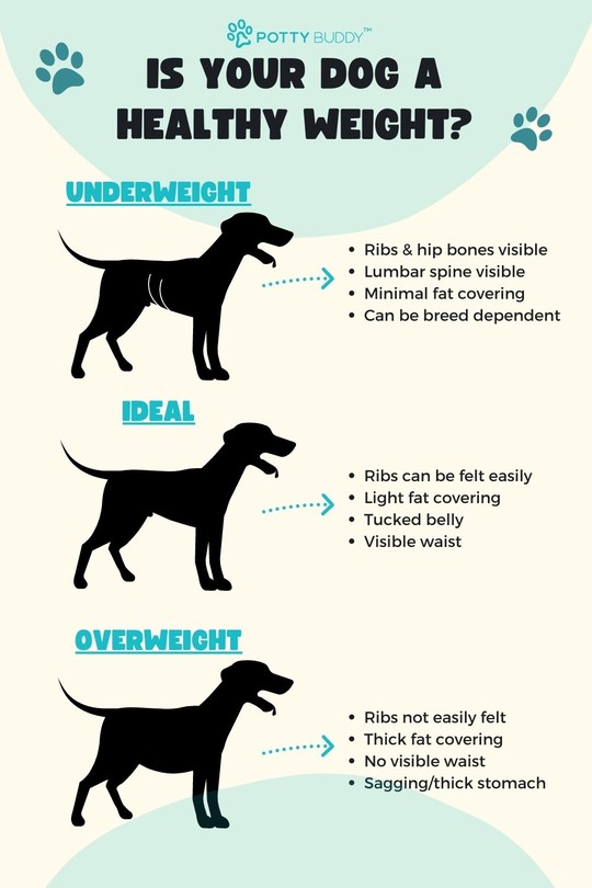 How to Tell if Your Dog Is Overweight - And What to Do About It - Potty ...