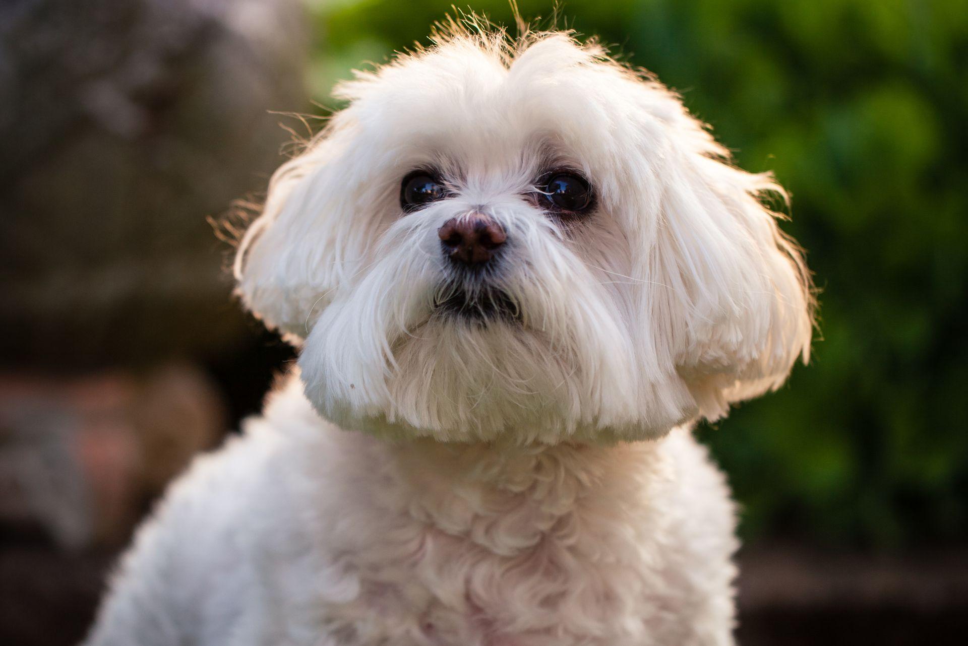 Adorable bichon frise