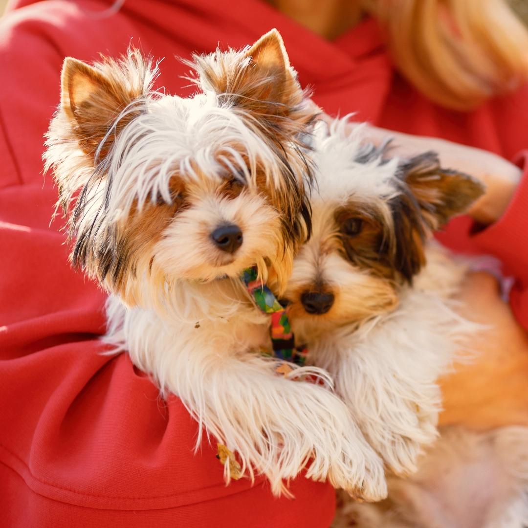 Cropped photo of a woman in red hoodie playing with dogs in autumn forest