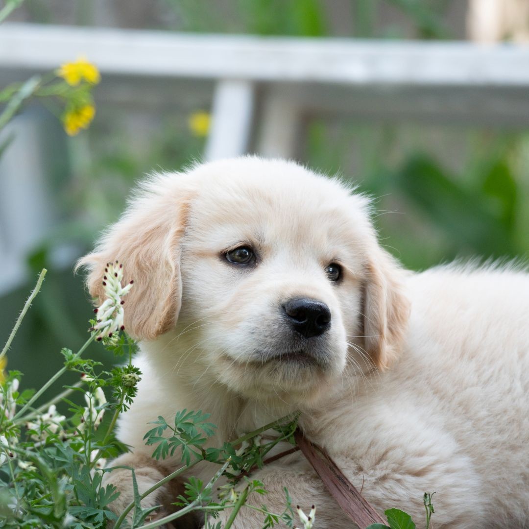 Golden retriever puppy outdoors
