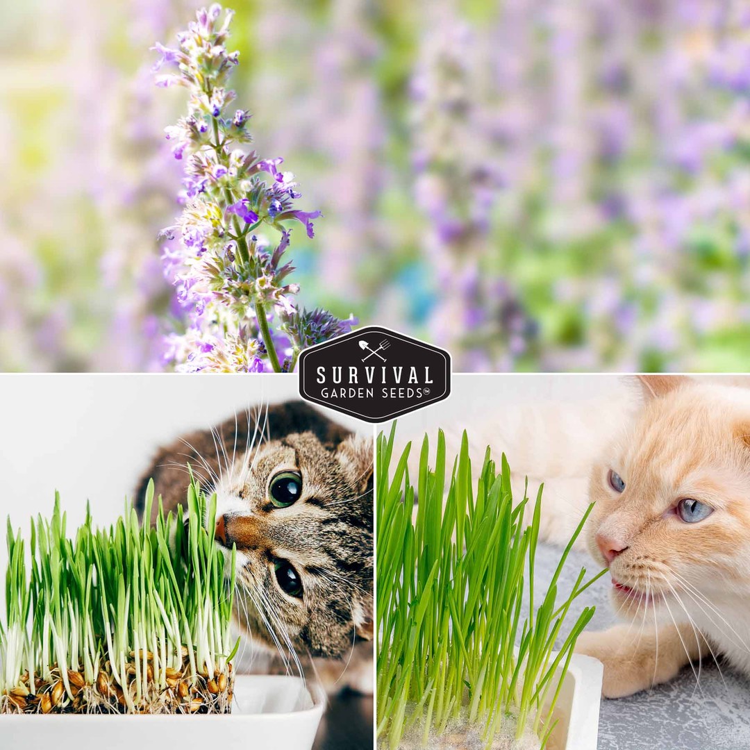 Catnip and Cat Grass