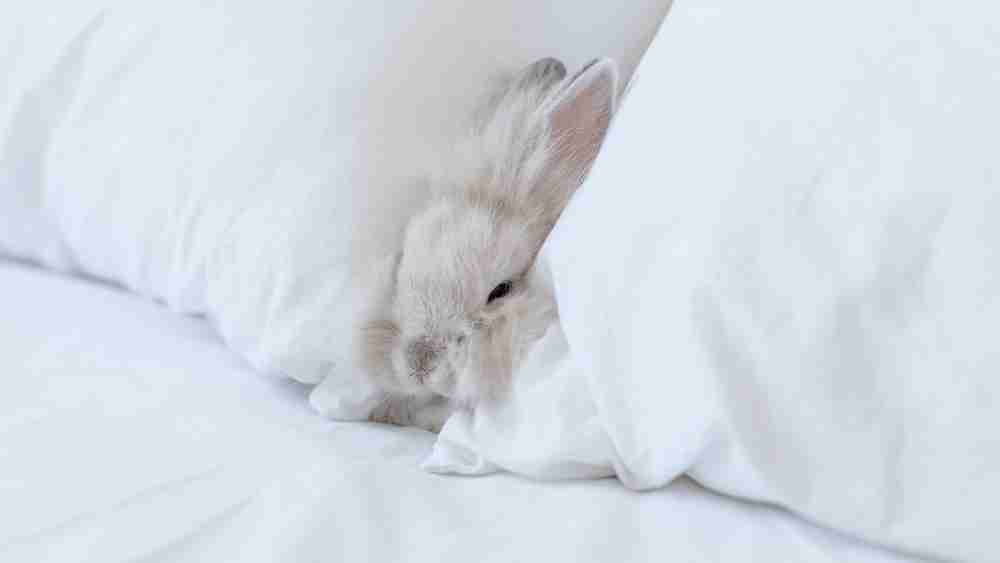 rabbit between two pillows on a bed