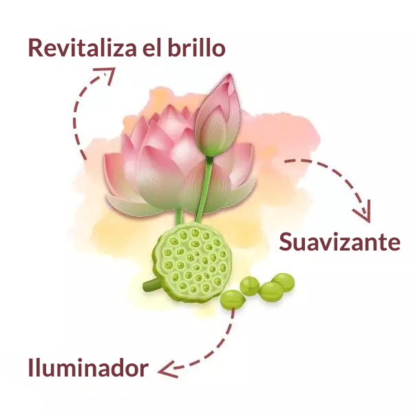 Sacred Lotus Seed