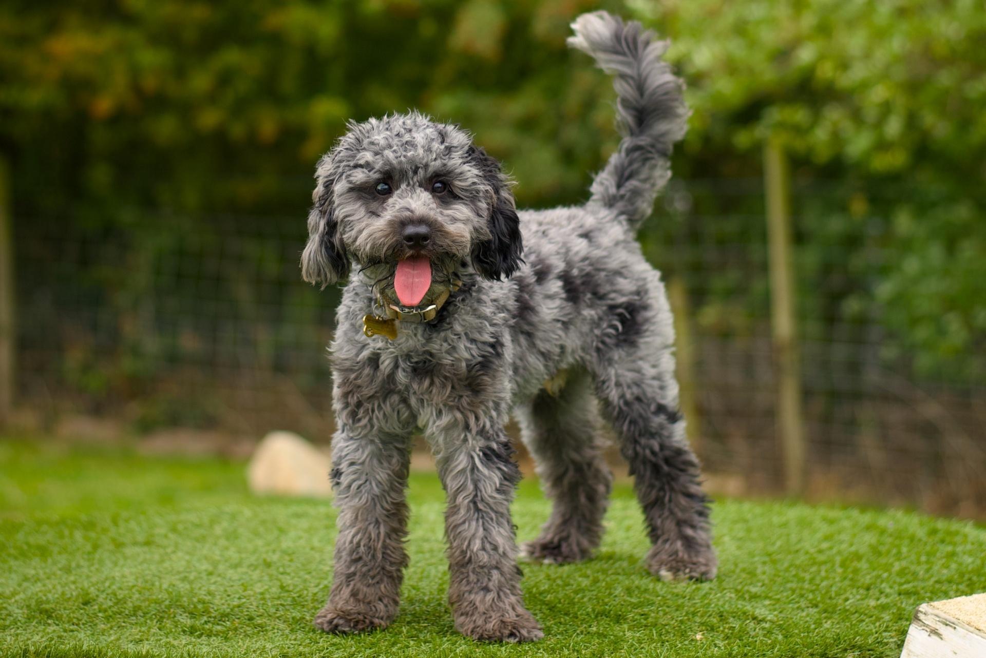 Cavapoo dog