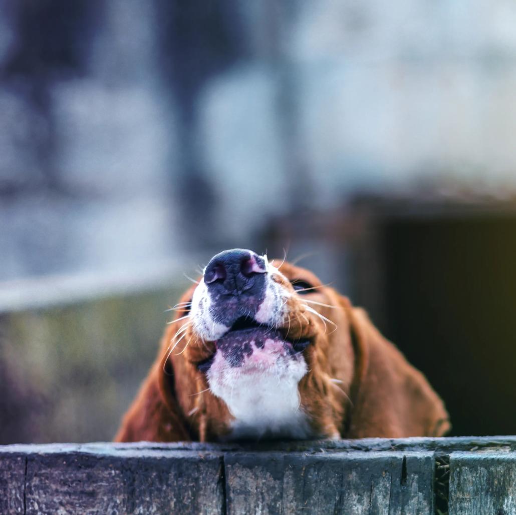 Dog Barking