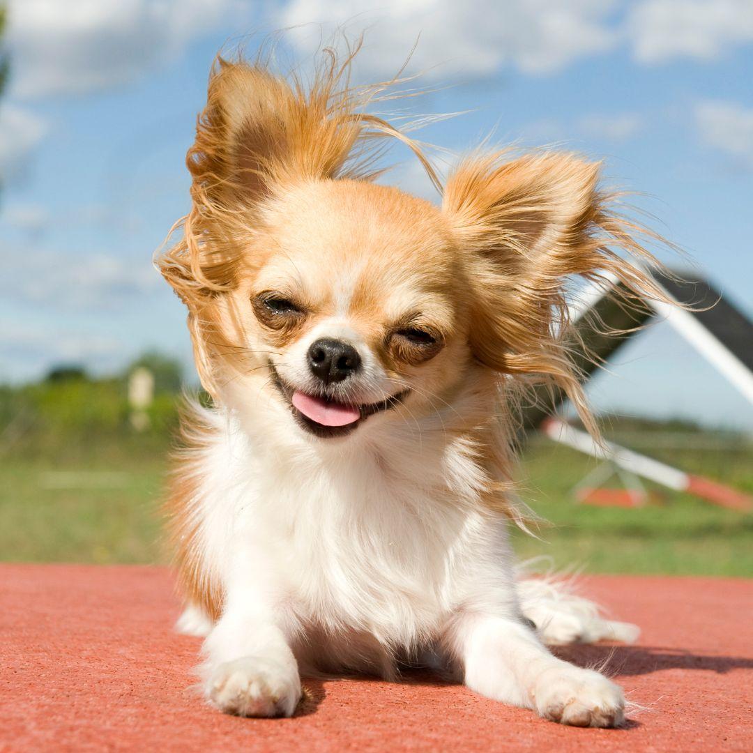 Chihuahua outdoors in wind