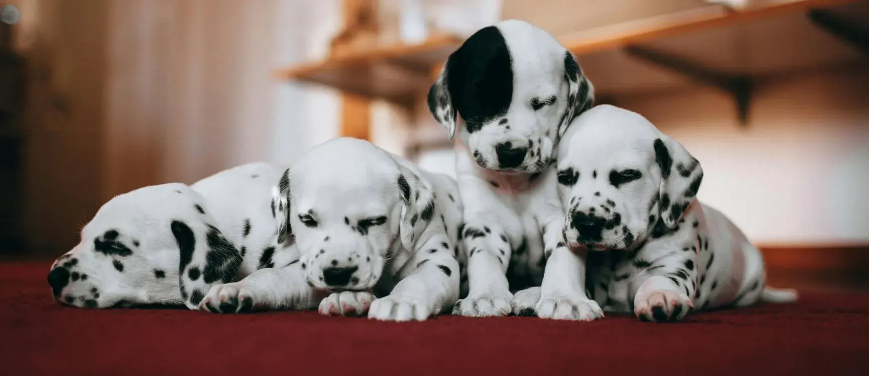 Four Dalmatian puppies lying on the floor