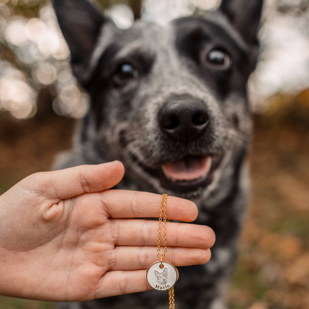 Dog with CC Custom Necklace on top of it's head.