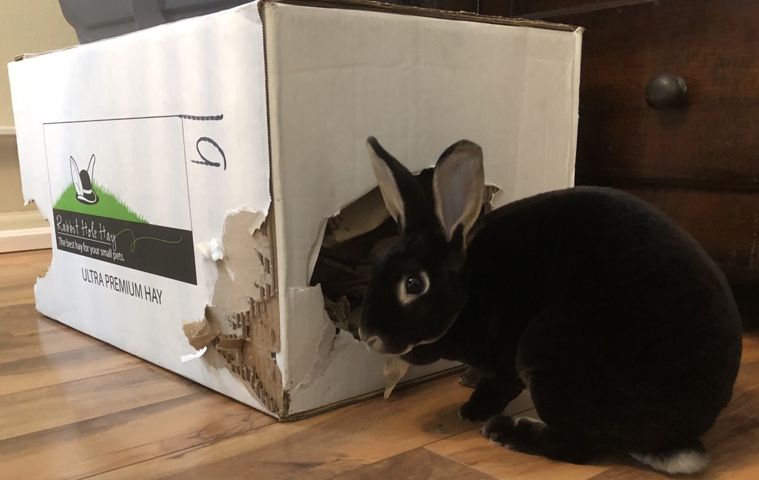 rabbit playing with Rabbit Hole Hay box