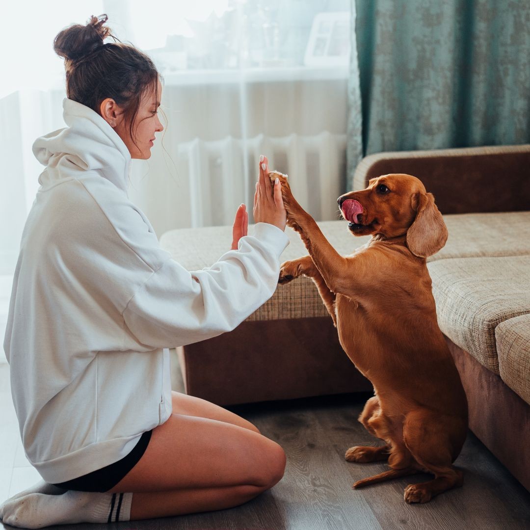 Woman high fiving dog for sitting