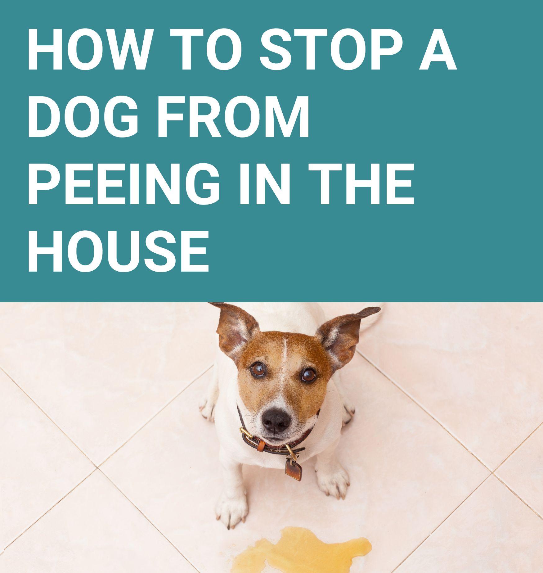 How Do I Stop My Dog From Peeing In My House