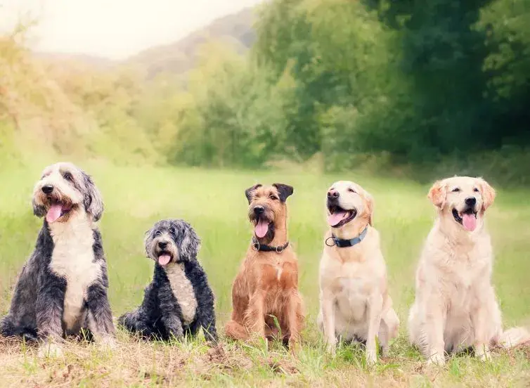 A group of five dogs resting in a sunny field, surrounded by green grass and a few scattered flowers.