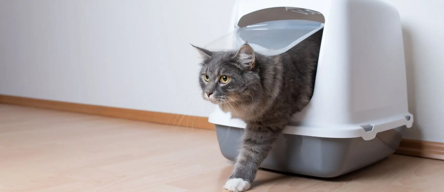 A cat in an enclosed litter box, walking out