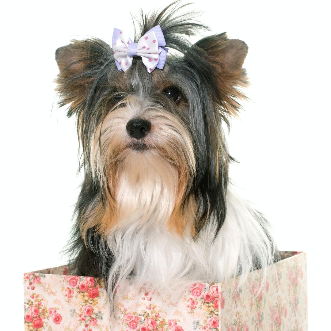 biewer yorkshire terrier