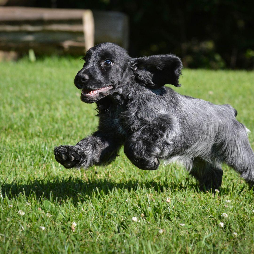 Black Spaniel puppy running