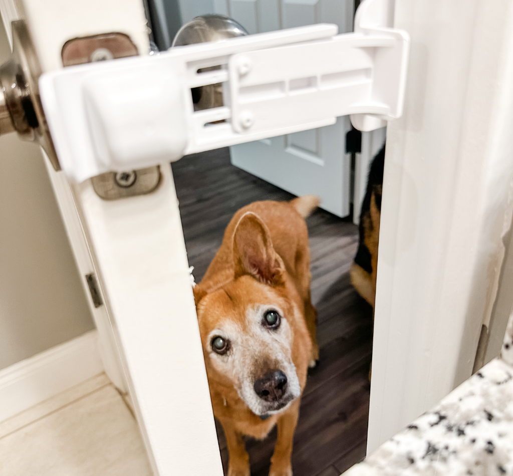 A dog stands behind a partially open door held in place by The Door Buddy door prop. The adjustable prop creates a small opening that allows cats to pass through while helping keep dogs out of the room.
